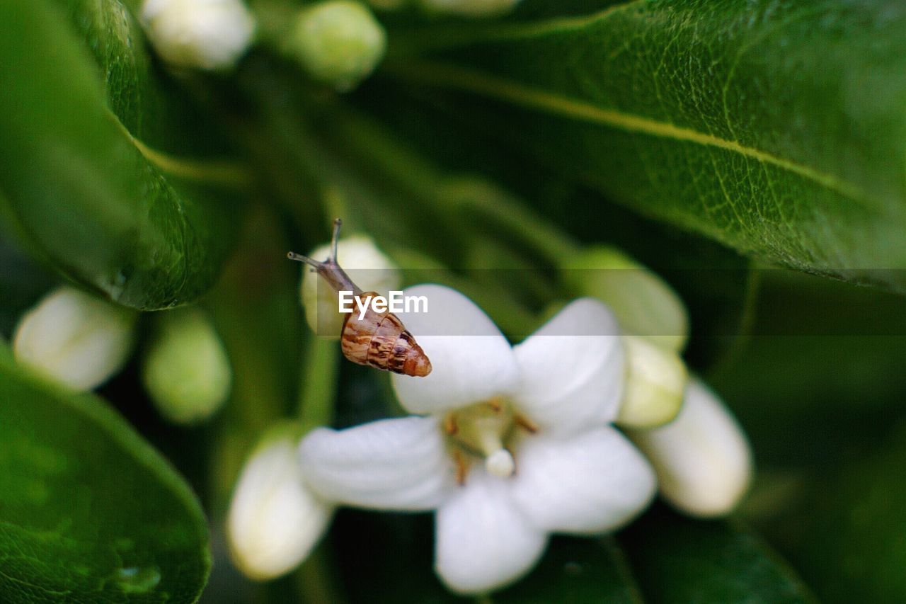 CLOSE-UP OF SNAIL ON FLOWERS