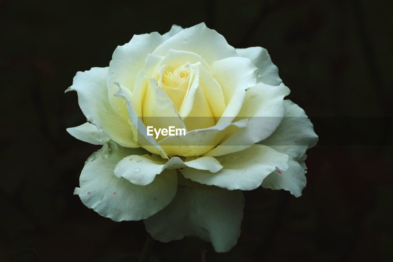 Close-up of white rose against black background