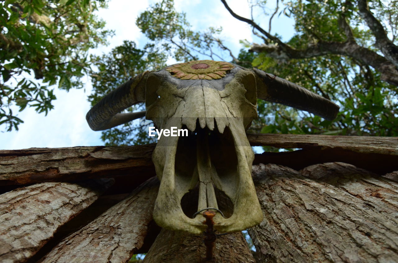 Low angle view of animal skull on tree