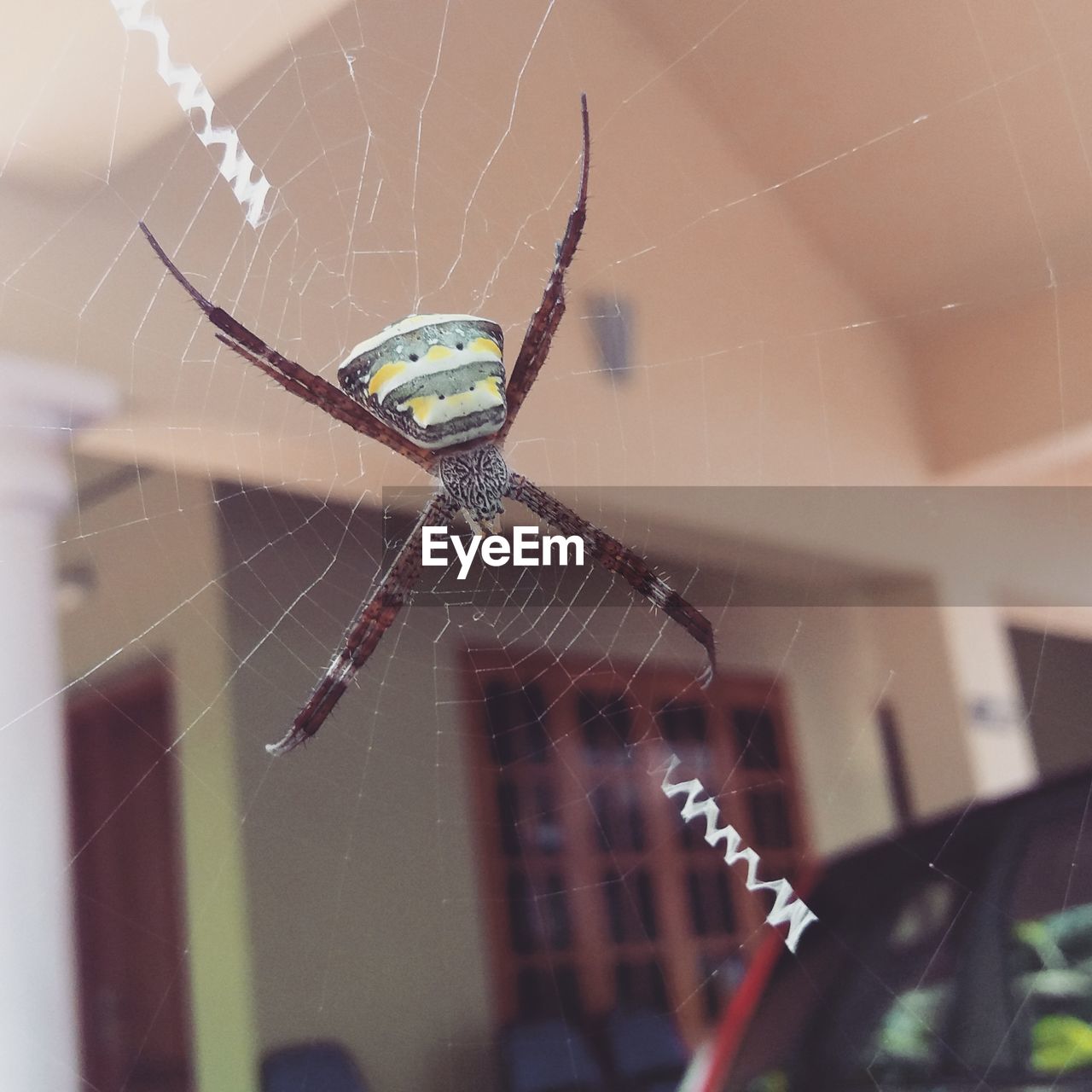 CLOSE-UP OF SPIDER WEB AGAINST BLURRED BACKGROUND