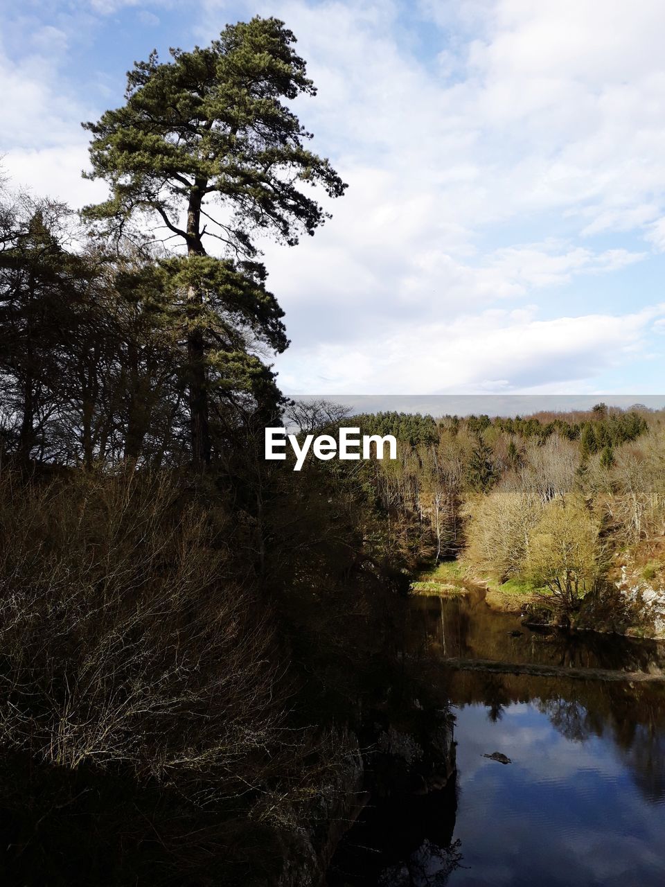 LOW ANGLE VIEW OF TREES ON LAKE AGAINST SKY