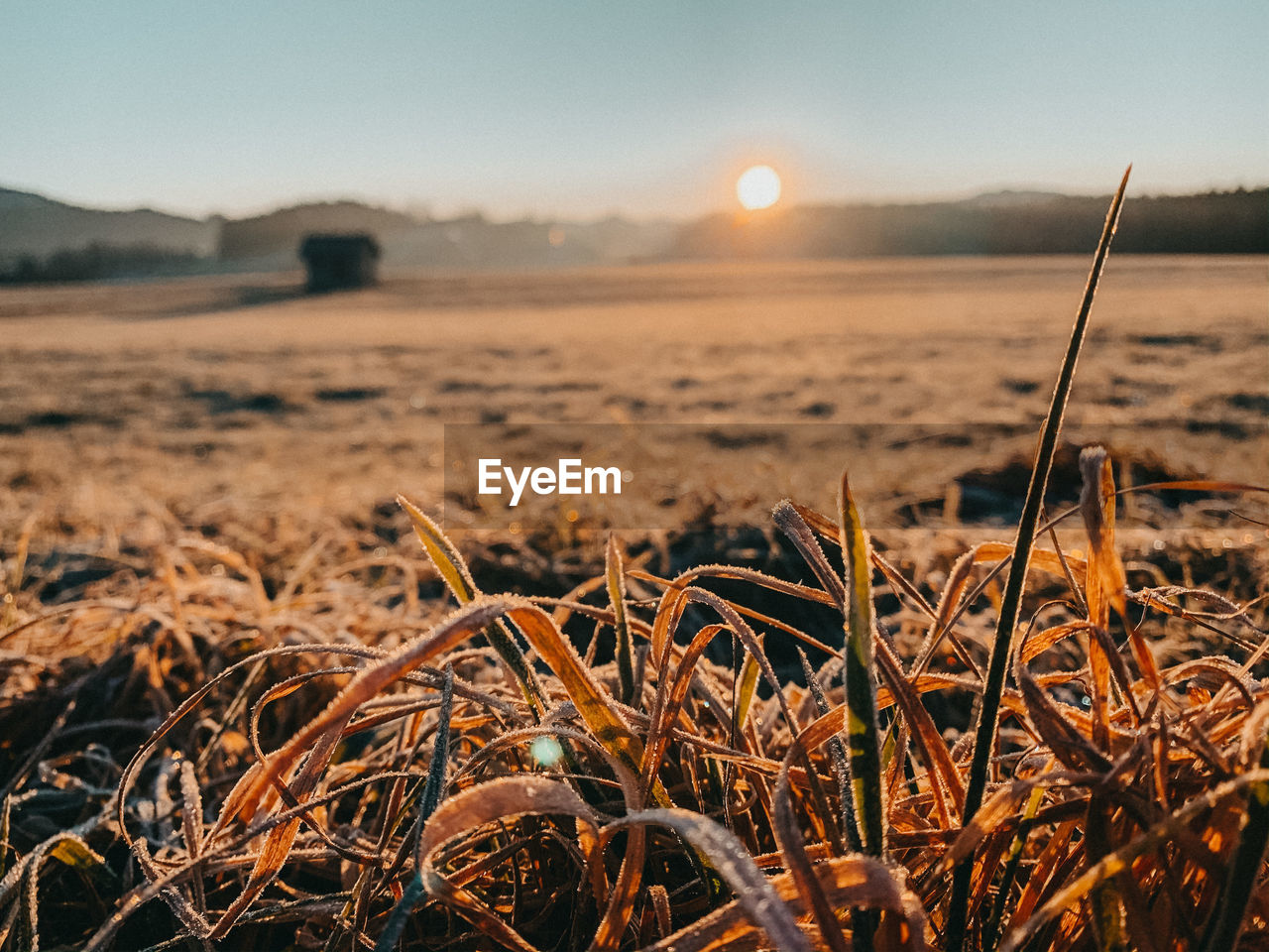 Close-up of plants on field against sky during sunset. 