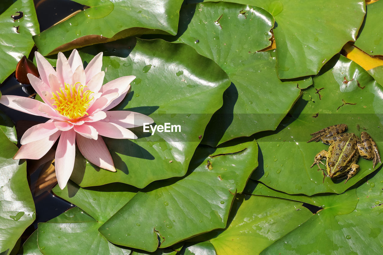 CLOSE-UP OF LOTUS WATER LILY ON LEAVES