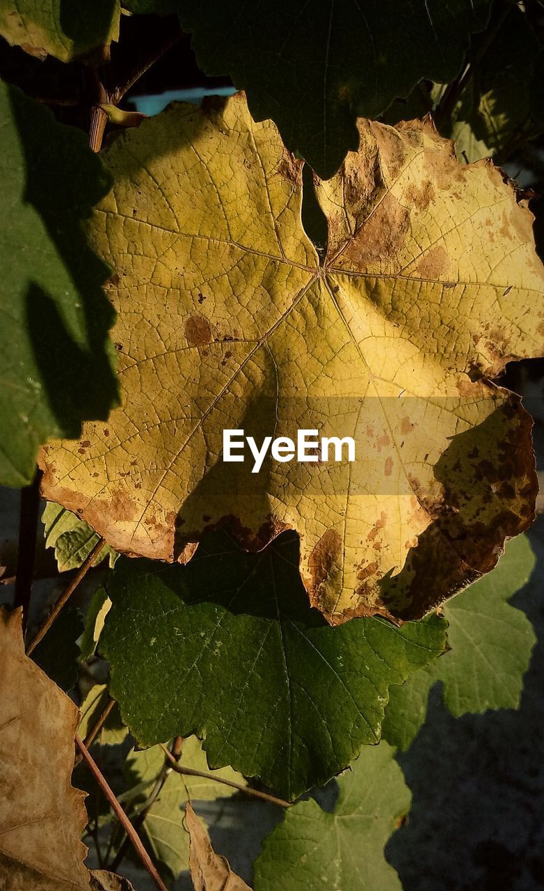 CLOSE-UP OF YELLOW LEAVES