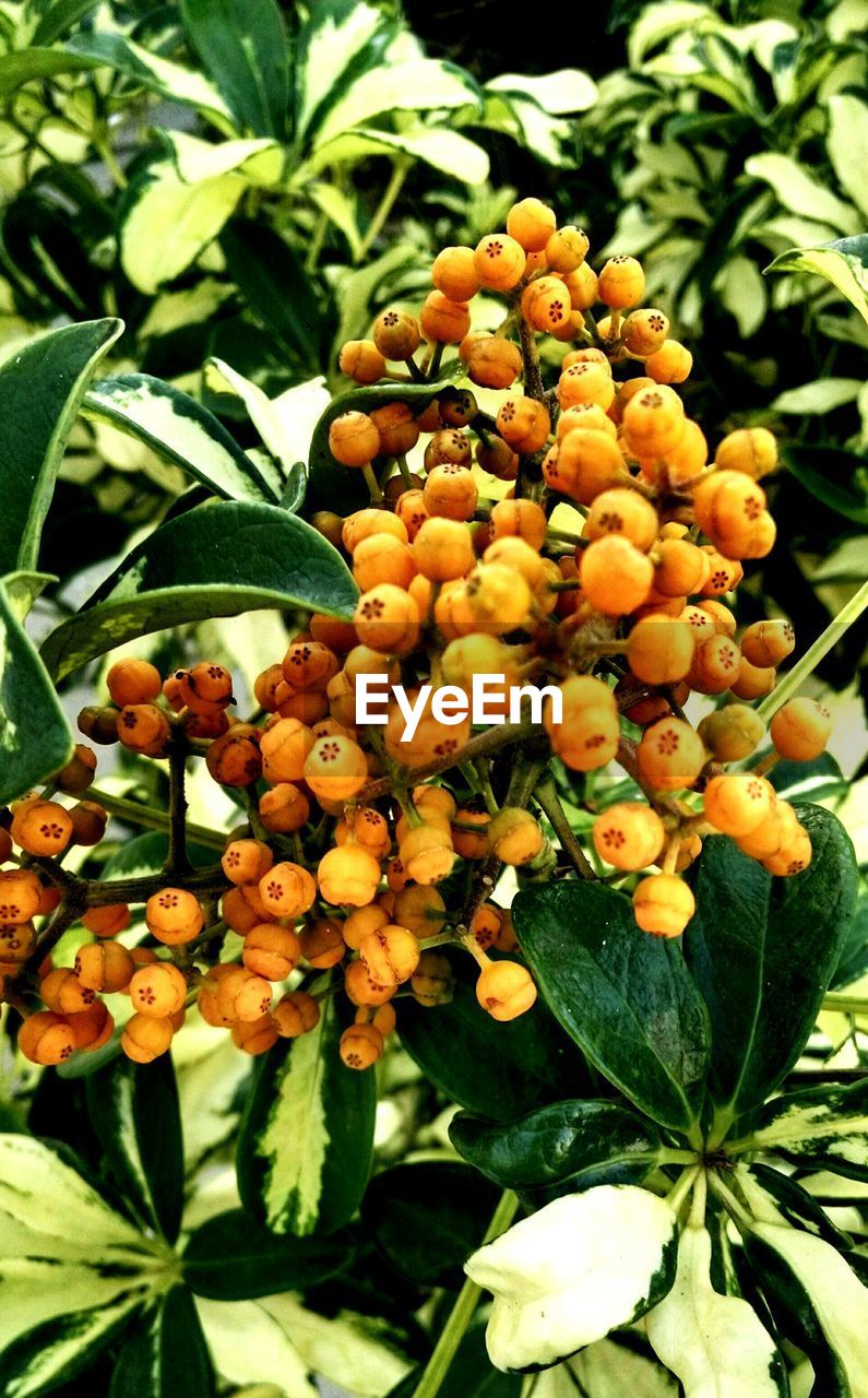 CLOSE-UP OF FRUITS ON PLANT