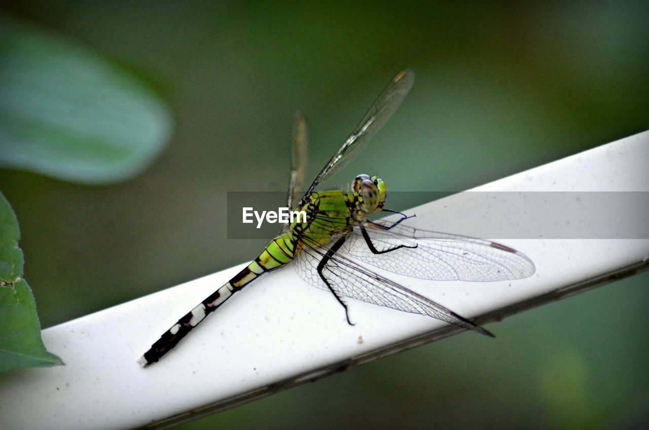 Close-up of dragonfly on railing