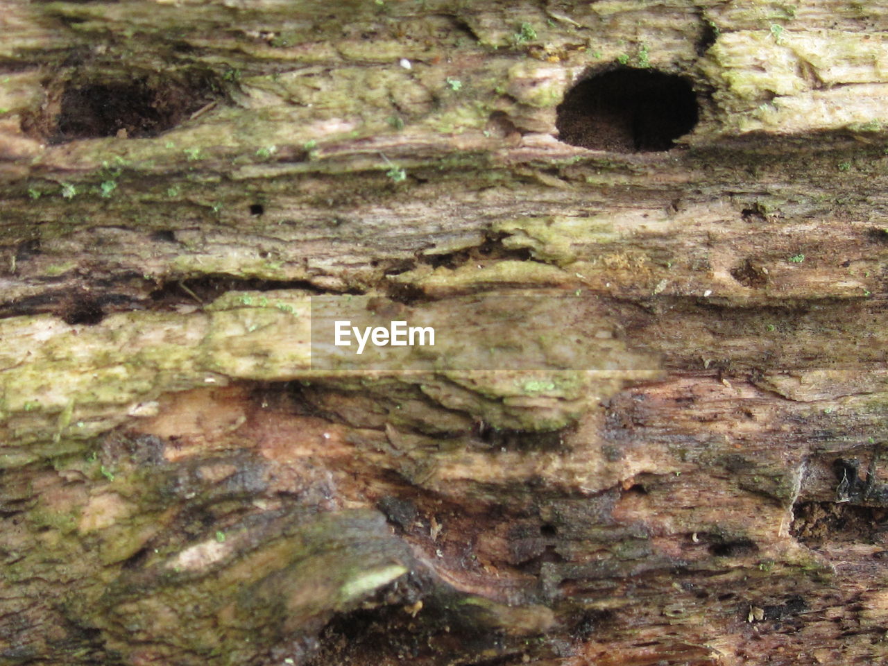 CLOSE-UP OF TREE BARK