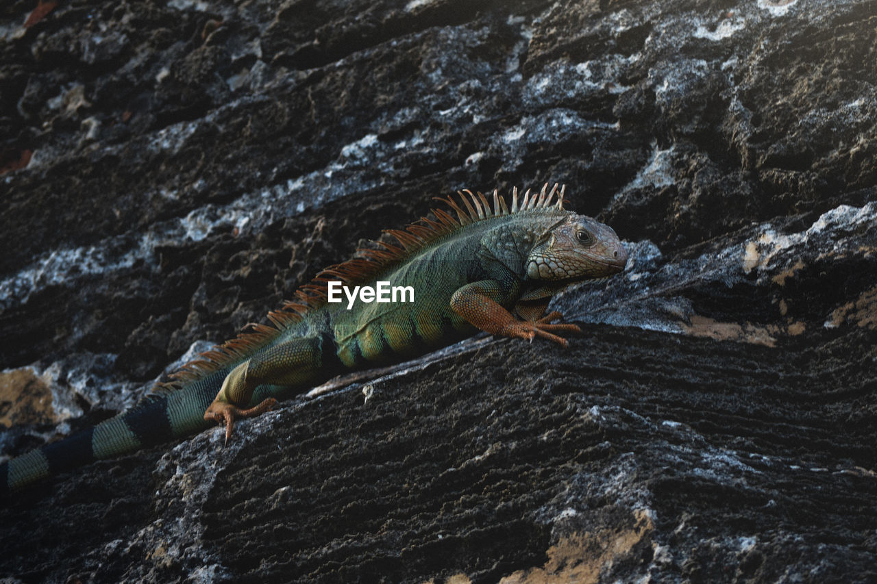 High angle view of lizard on rock