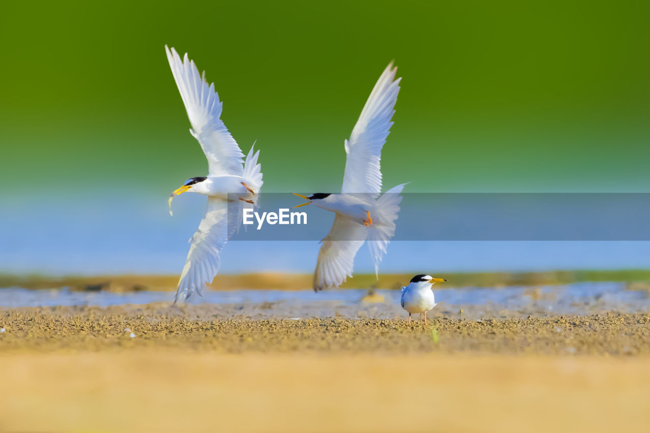 SEAGULLS FLYING IN THE GROUND