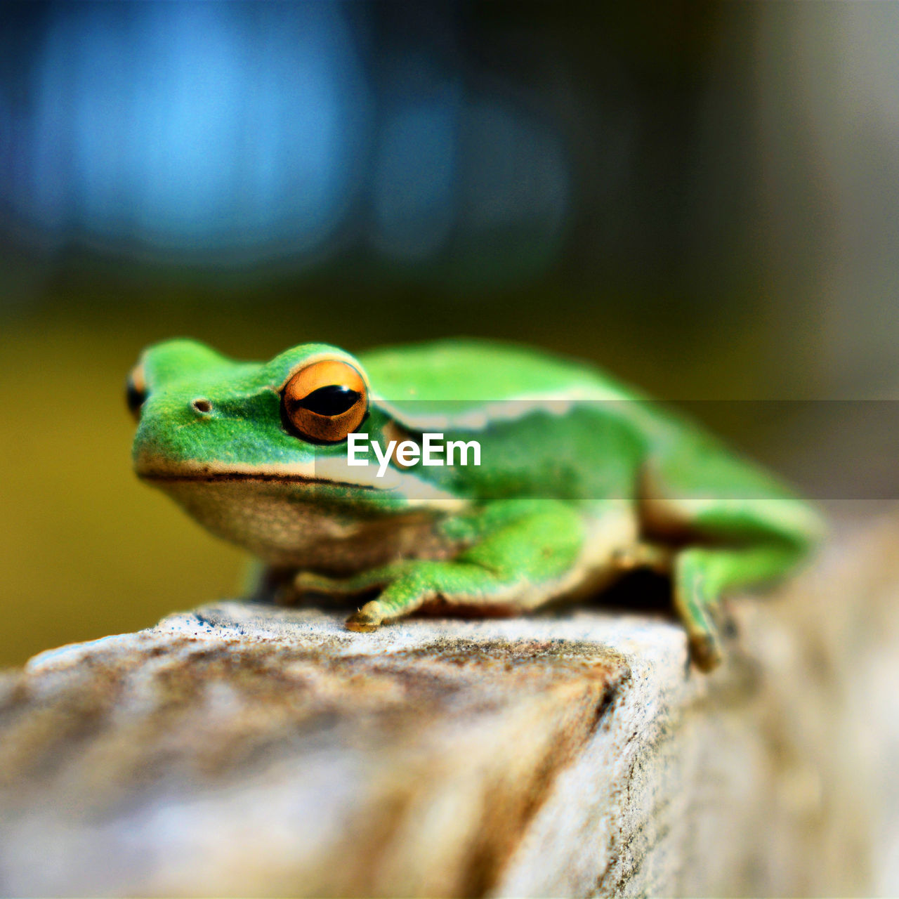 close-up of frog