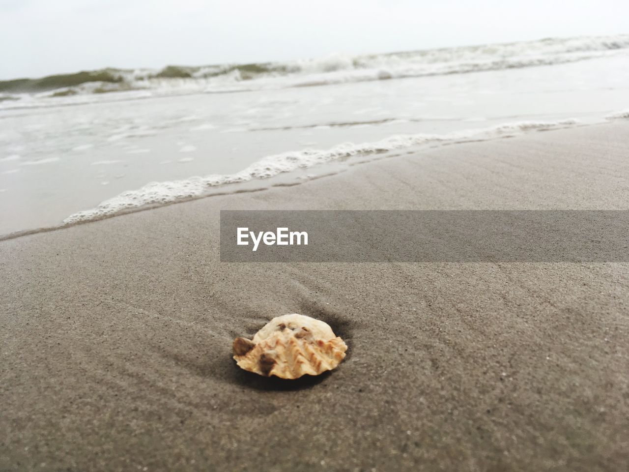 VIEW OF SEASHELL ON SAND