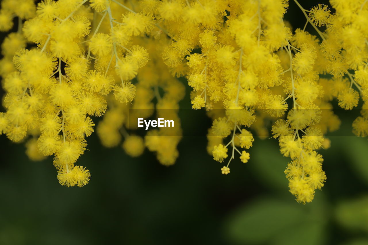 CLOSE-UP OF YELLOW FLOWERING PLANT DURING RAINY SEASON