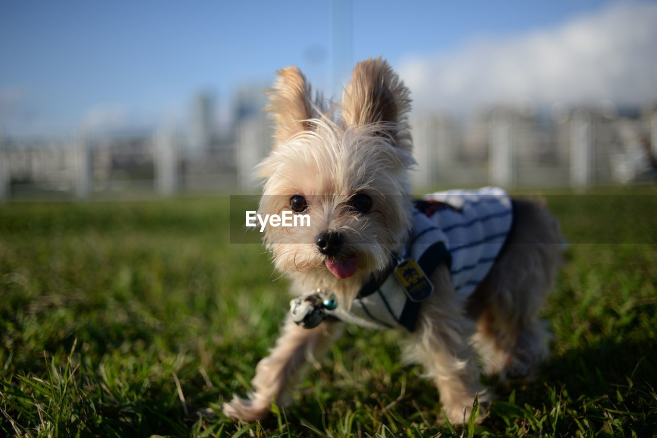 Portrait of dog on grass