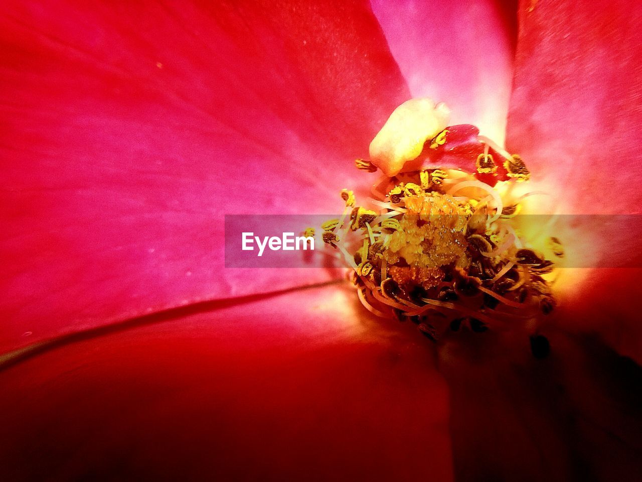 EXTREME CLOSE UP OF PINK FLOWER