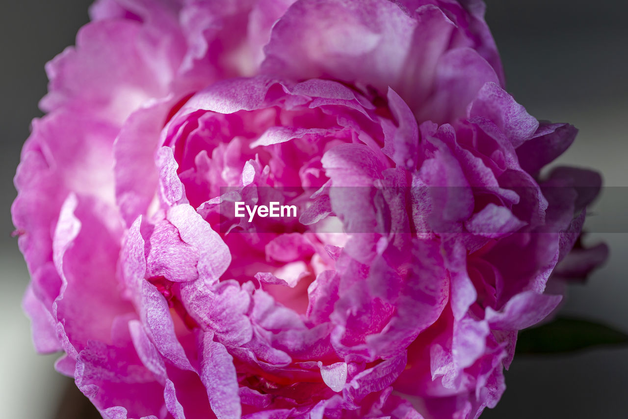 CLOSE-UP OF PINK ROSE WITH PURPLE ROSES