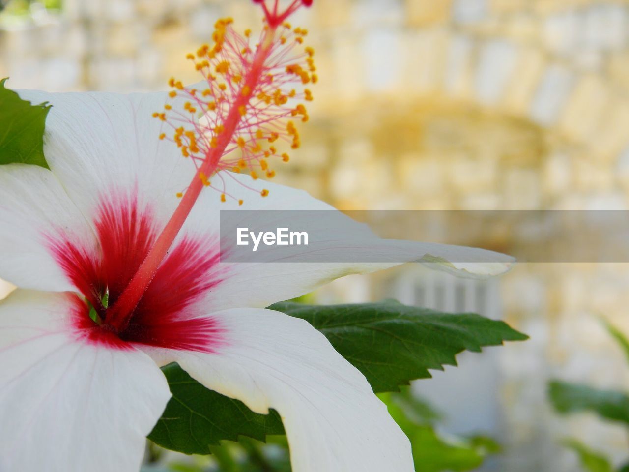 Close-up of white day lily blooming outdoors