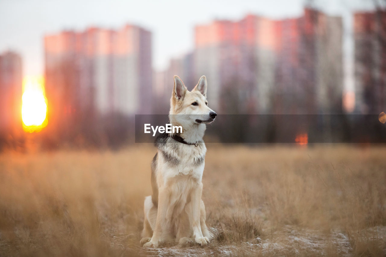 DOG LOOKING AWAY ON FIELD