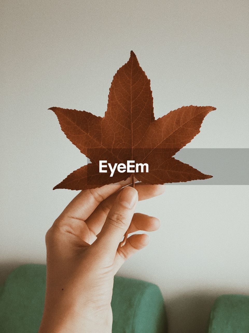 Close-up of human hand holding maple leaf during autumn at home