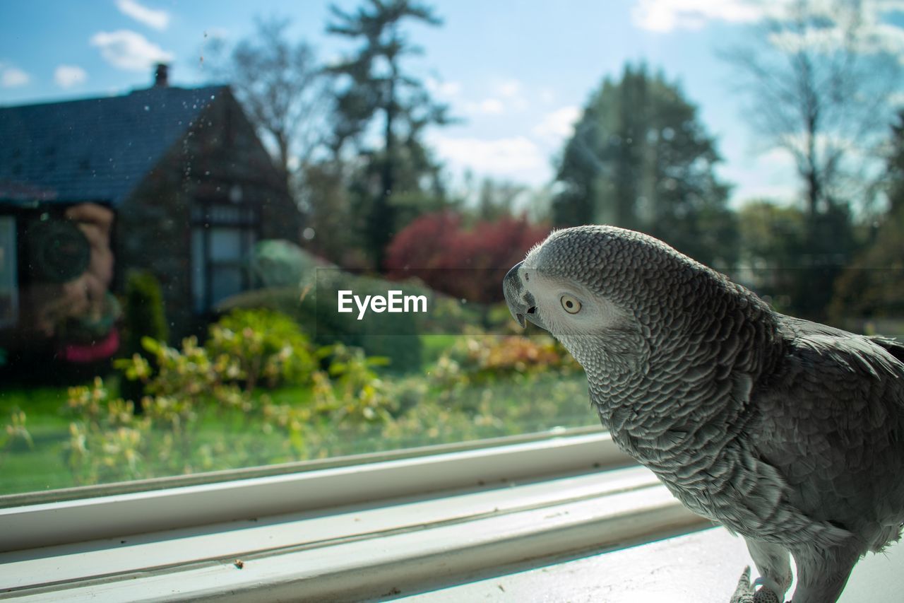 An african grey parrot standing on a windowsill next to a large window on a bright day