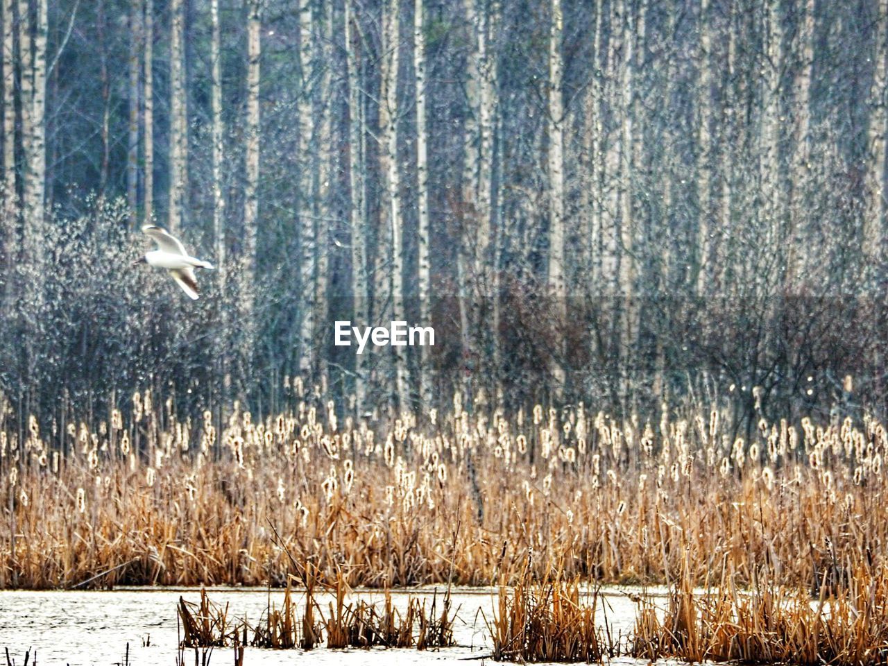 Bird flying over lake