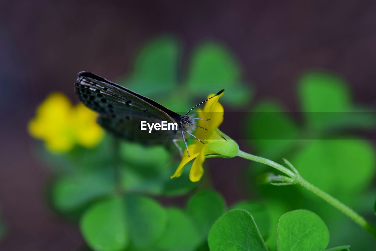 Close-up of butterfly pollinating flower