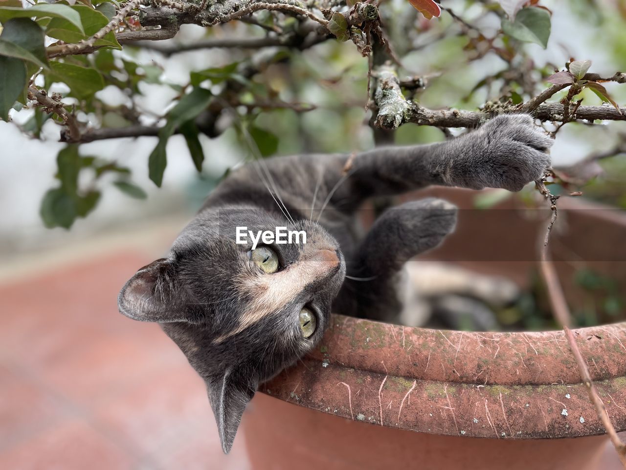 Cutie cat under tree 