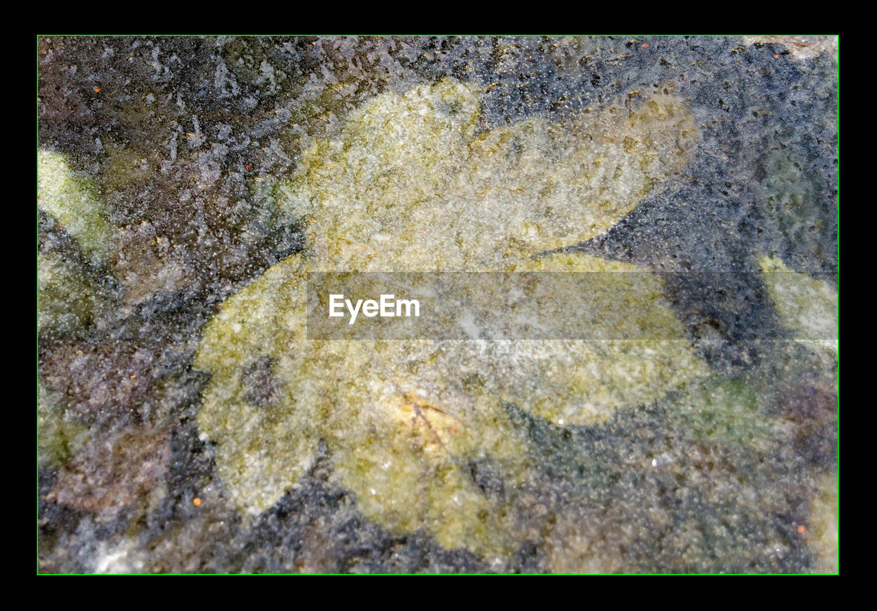 FULL FRAME SHOT OF WATER IN AQUARIUM
