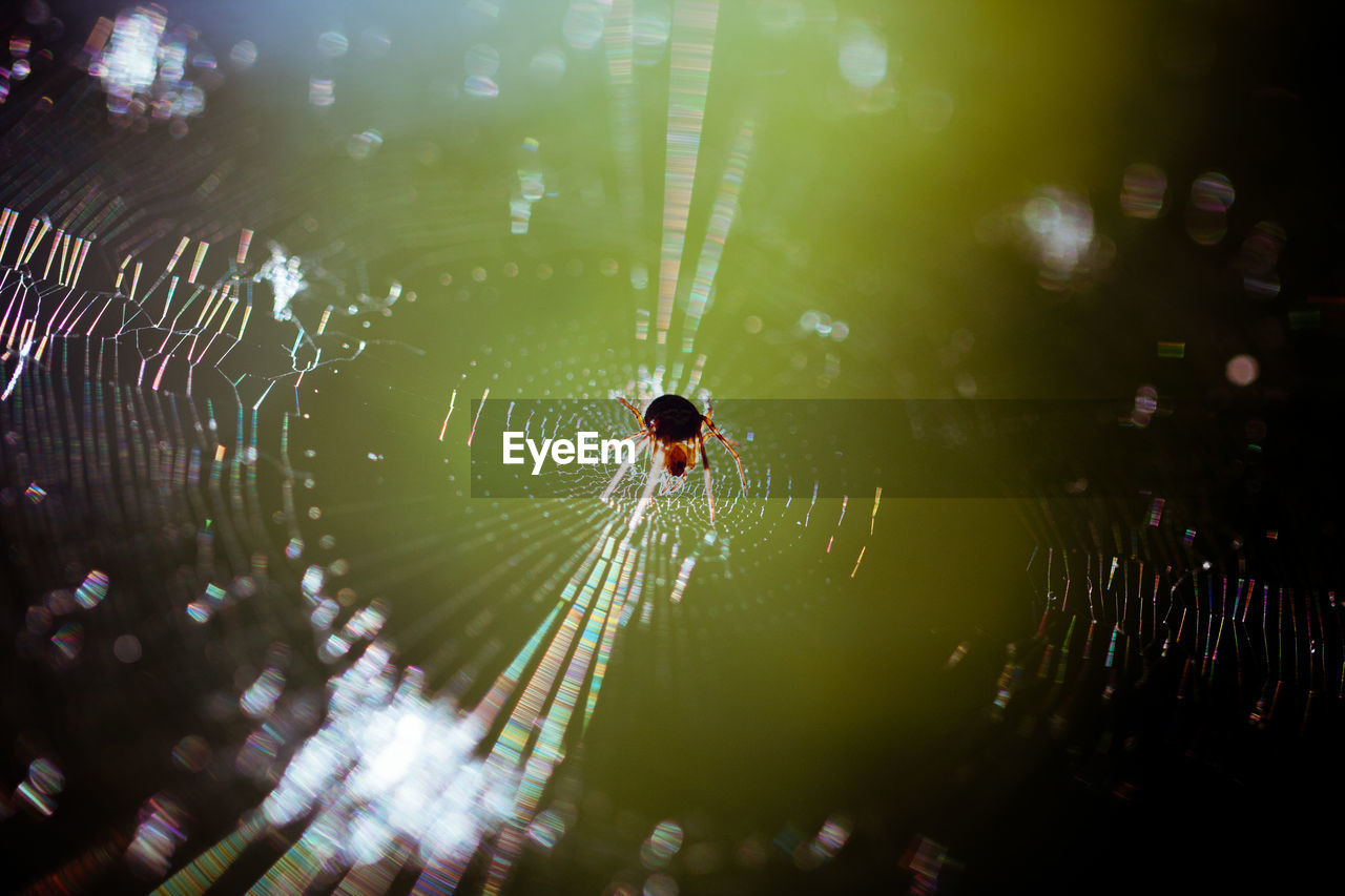 Close-up of spider on web