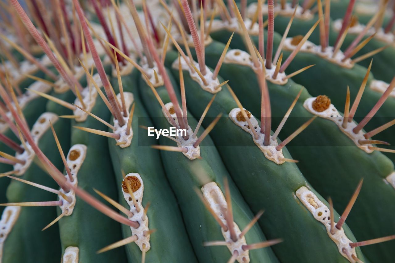 Close-up of cactus plant