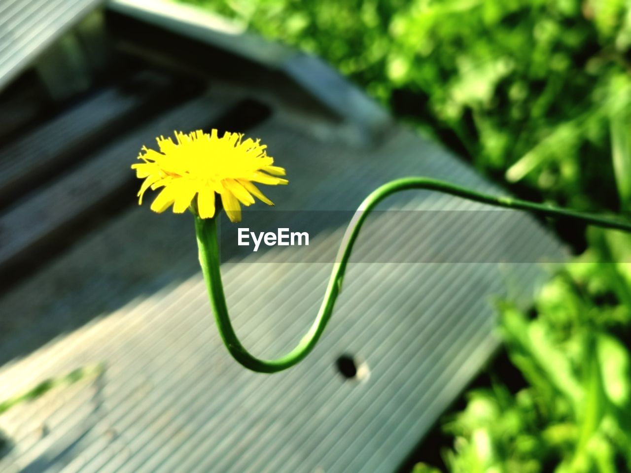 CLOSE-UP OF YELLOW FLOWER PLANT