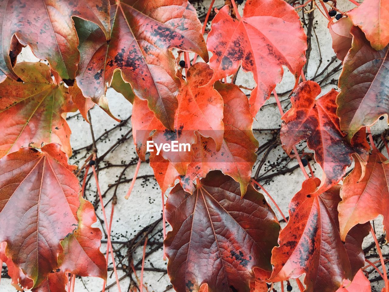 Close-up of maple leaves on tree during autumn