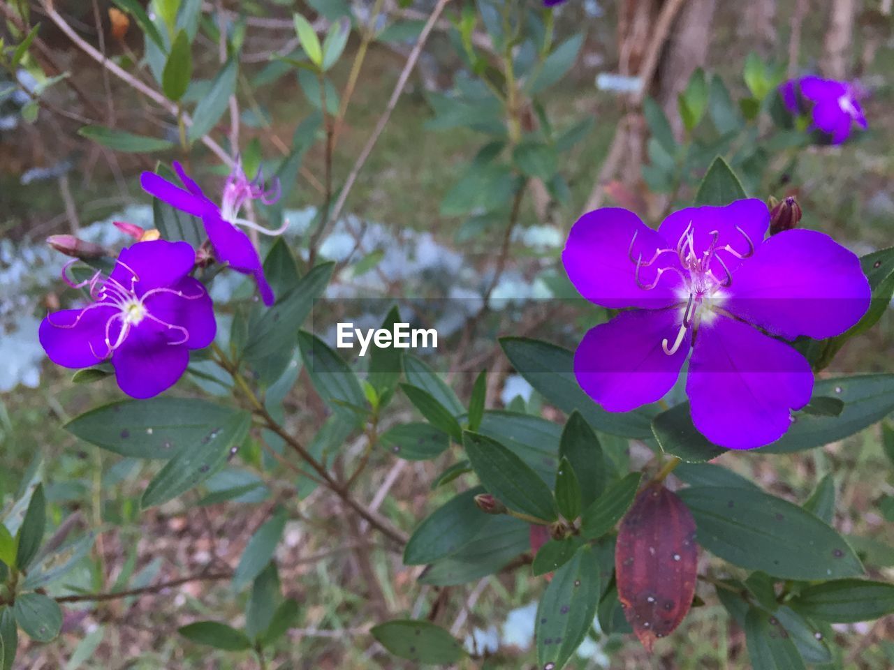 CLOSE-UP OF PURPLE FLOWERING PLANT AGAINST BLUE SKY