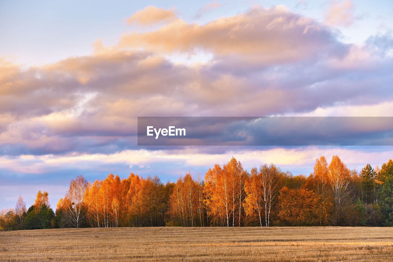 trees on field against sky