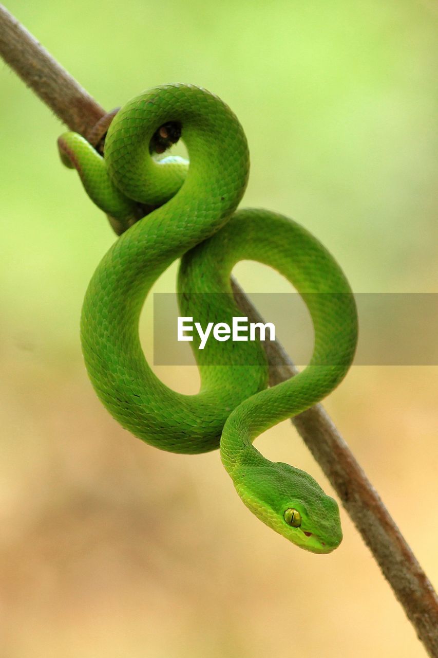 CLOSE-UP OF SNAKE ON GREEN BRANCH