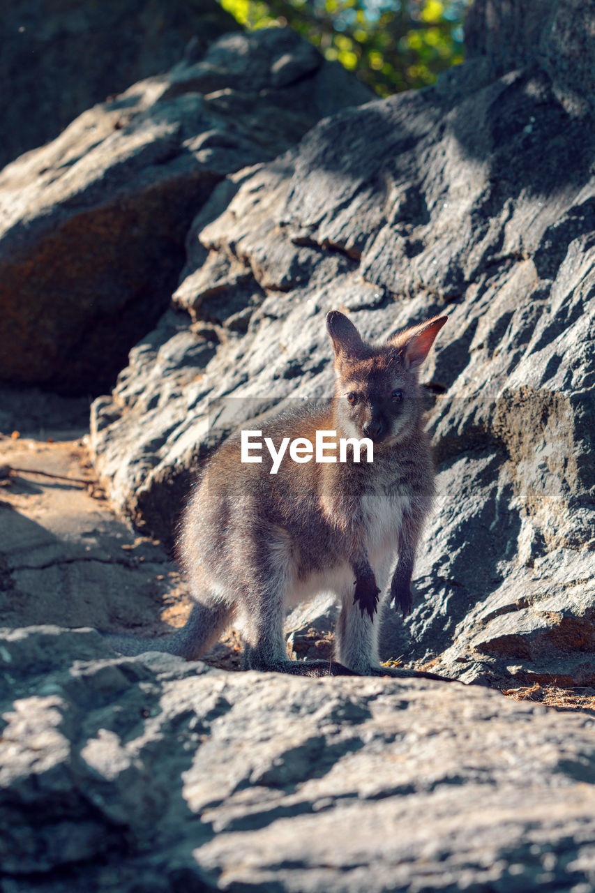 PORTRAIT OF CAT SITTING ON ROCK OUTDOORS