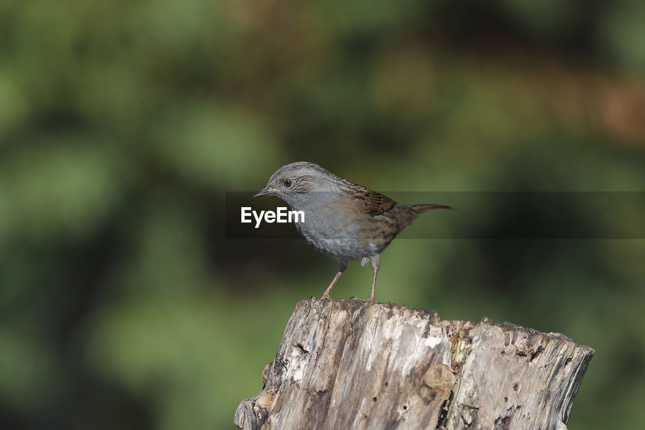 A dunnock up close