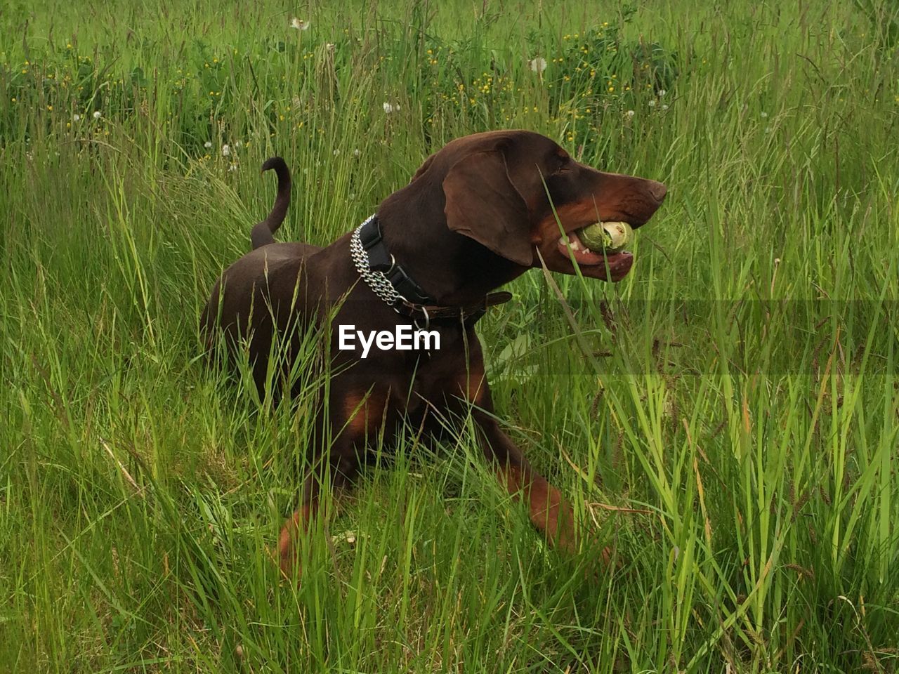 DOG ON GRASSY FIELD