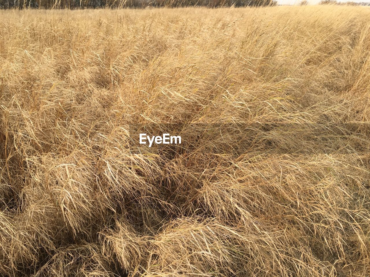 VIEW OF WHEAT FIELD