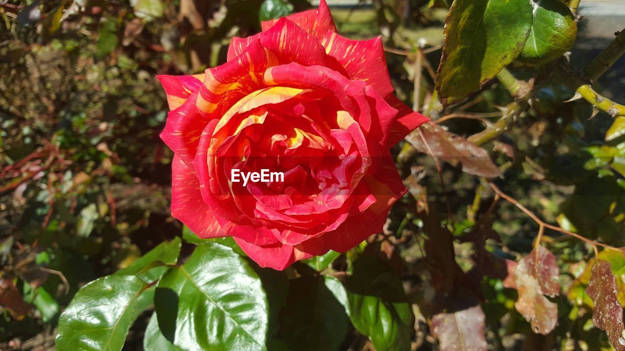 High angle view of red rose blooming at park