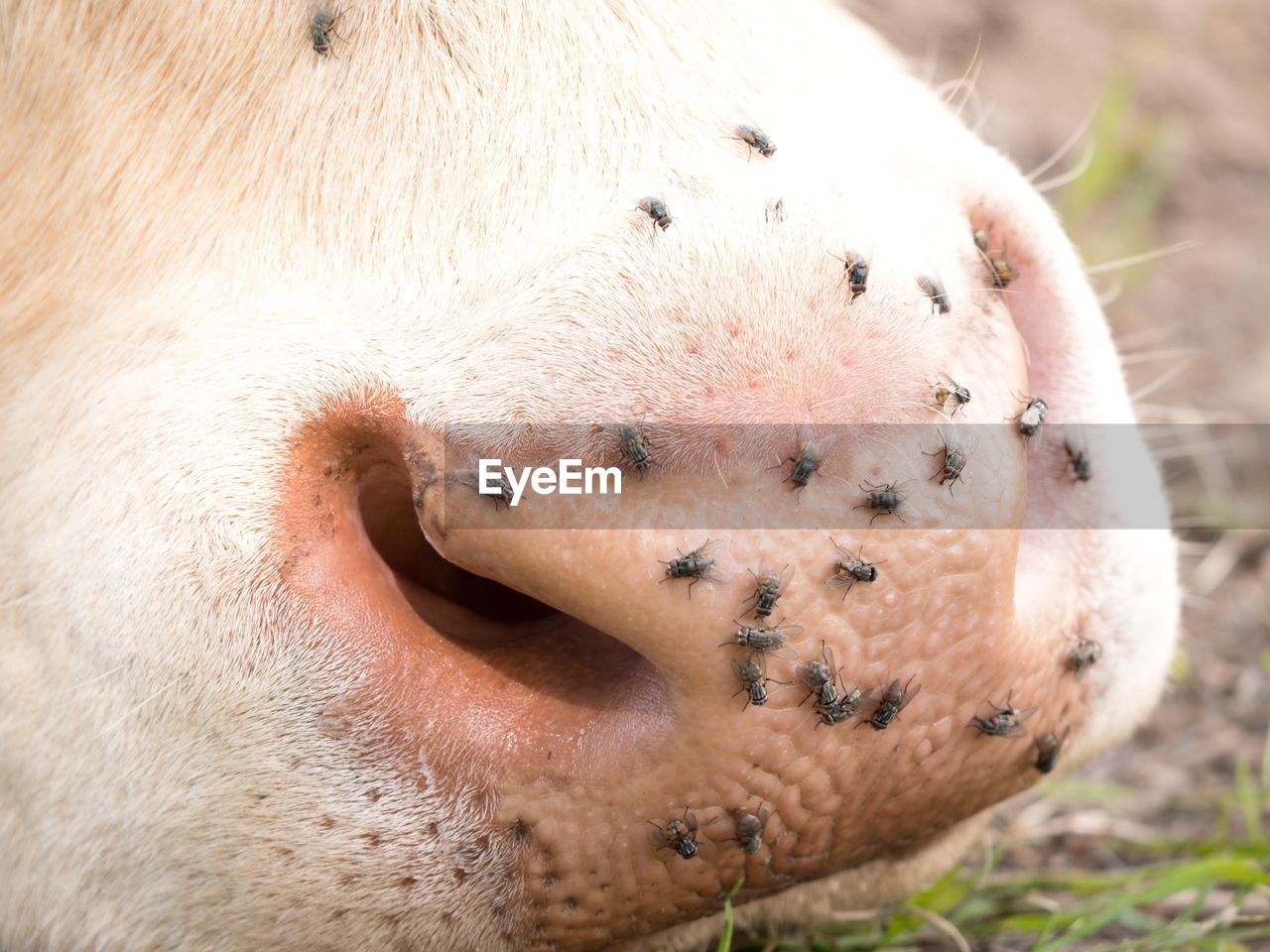 Detail of white cow muzzle. annoying flies sit or run on the cow skin. white cow grazing on meadow