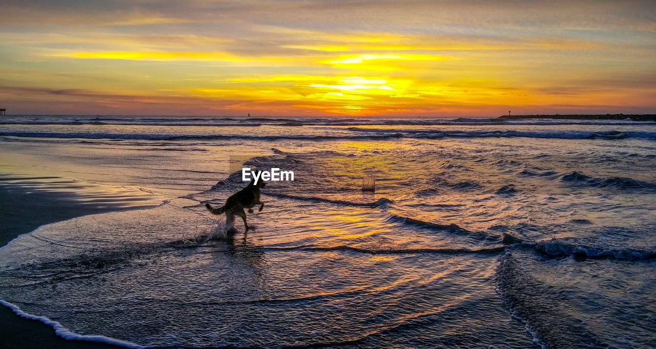 BIRD ON SHORE AGAINST SEA DURING SUNSET