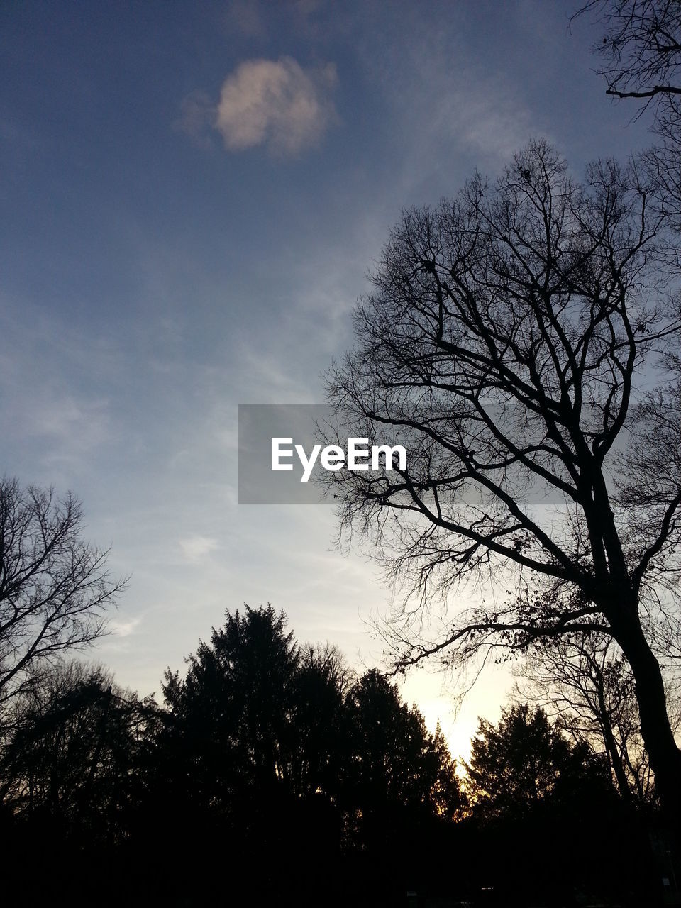 SILHOUETTE OF BARE TREES AGAINST SKY