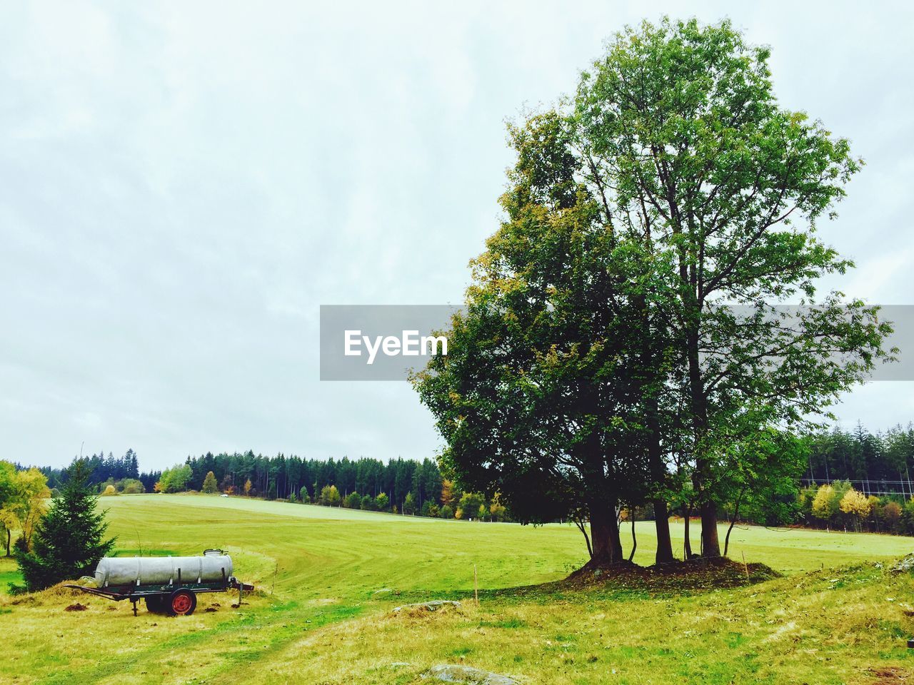 TREES AGAINST SKY