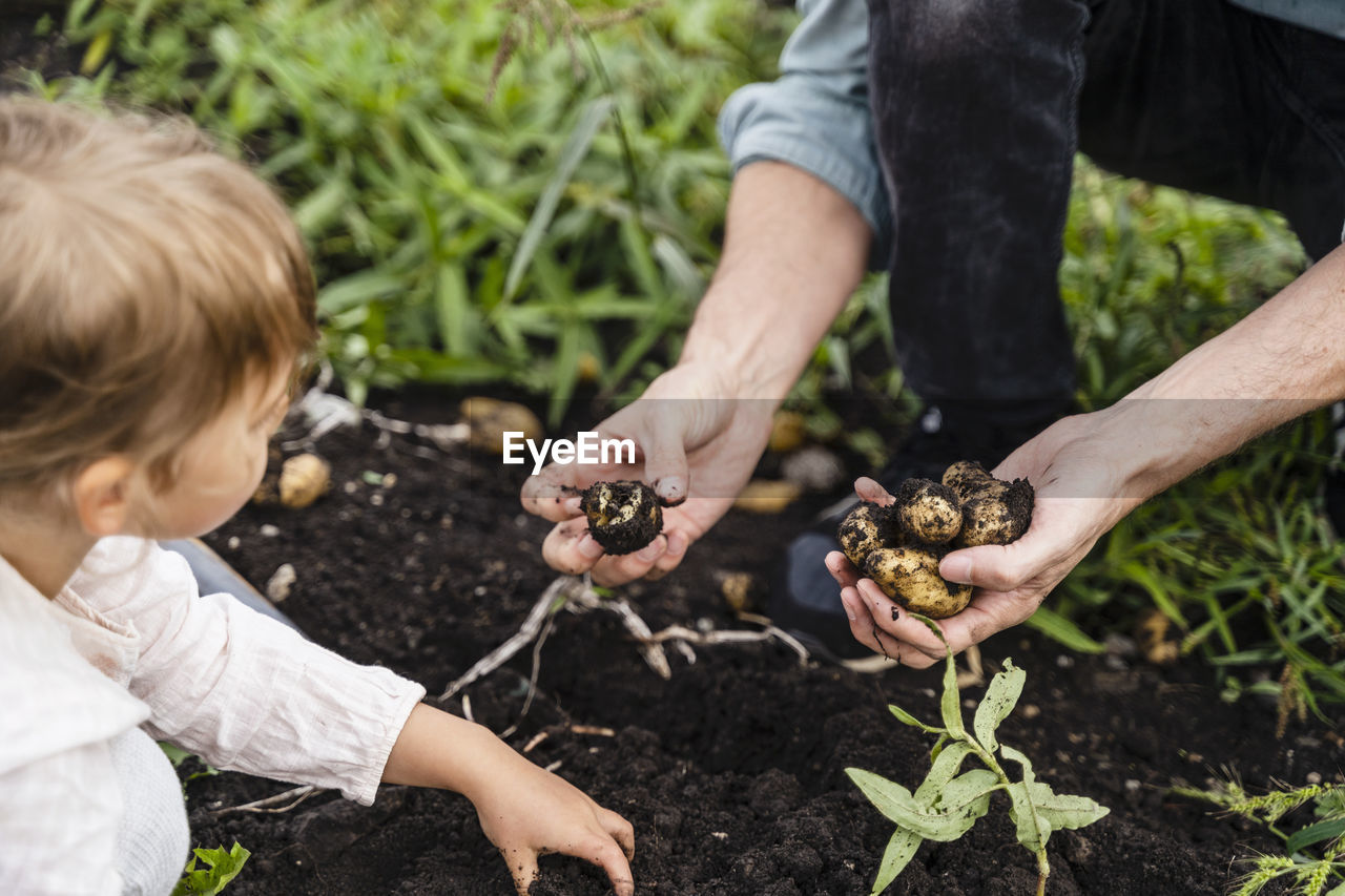 Father harvesting potatoes with daughter in field