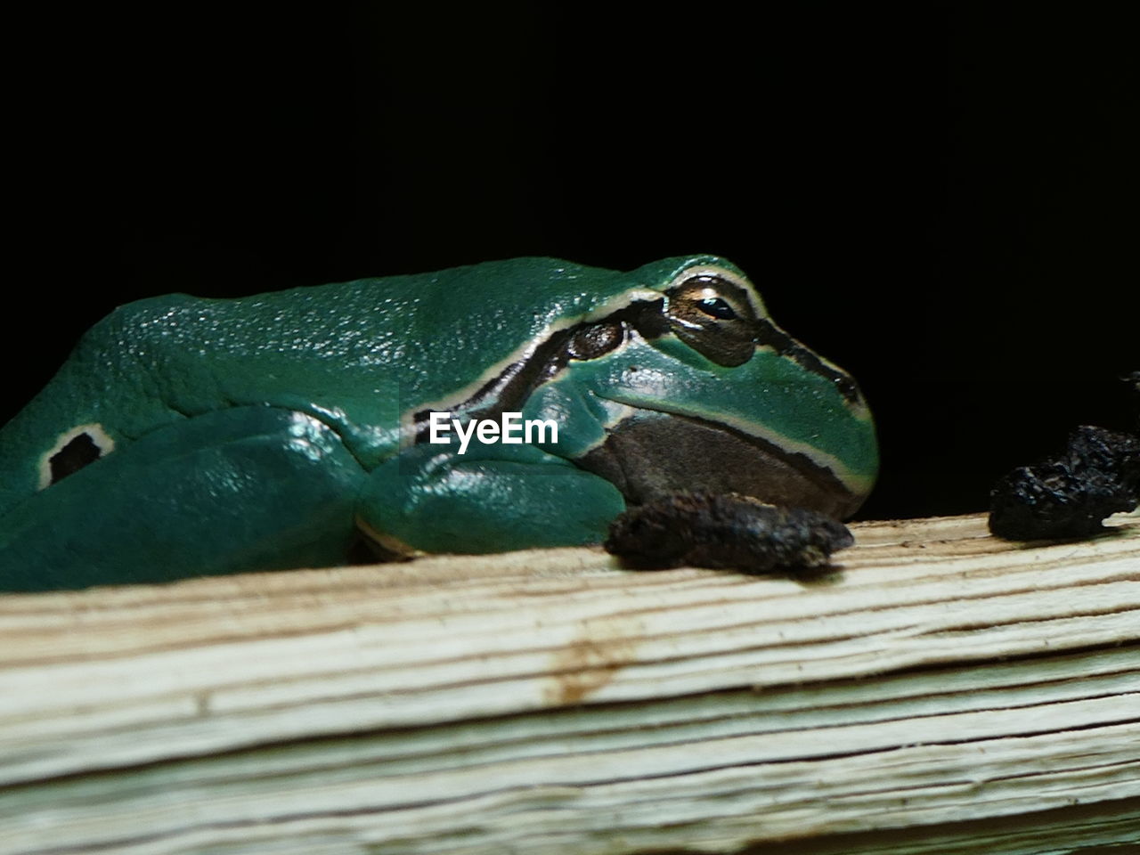 CLOSE-UP OF A FROG