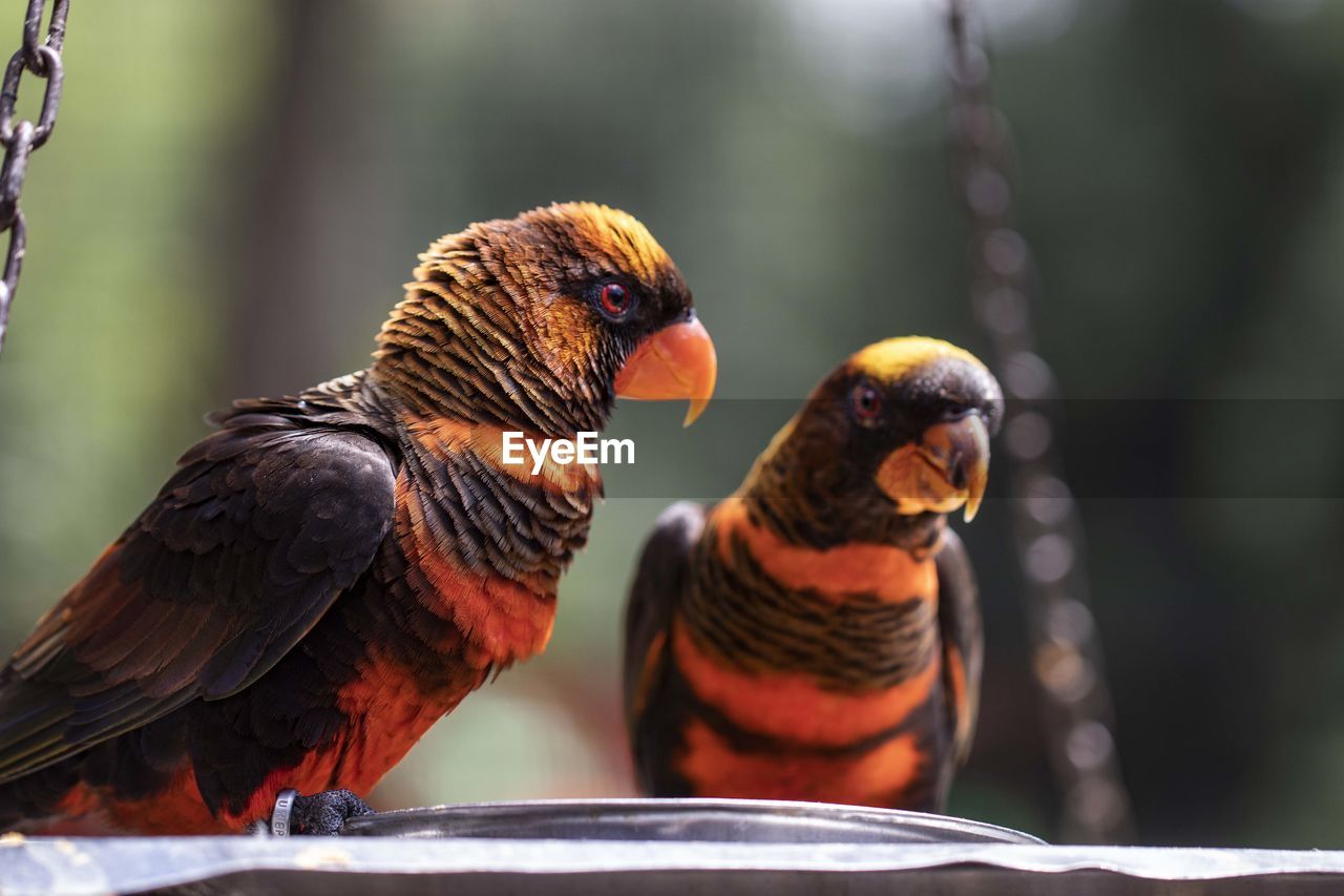 Close-up of two birds perching