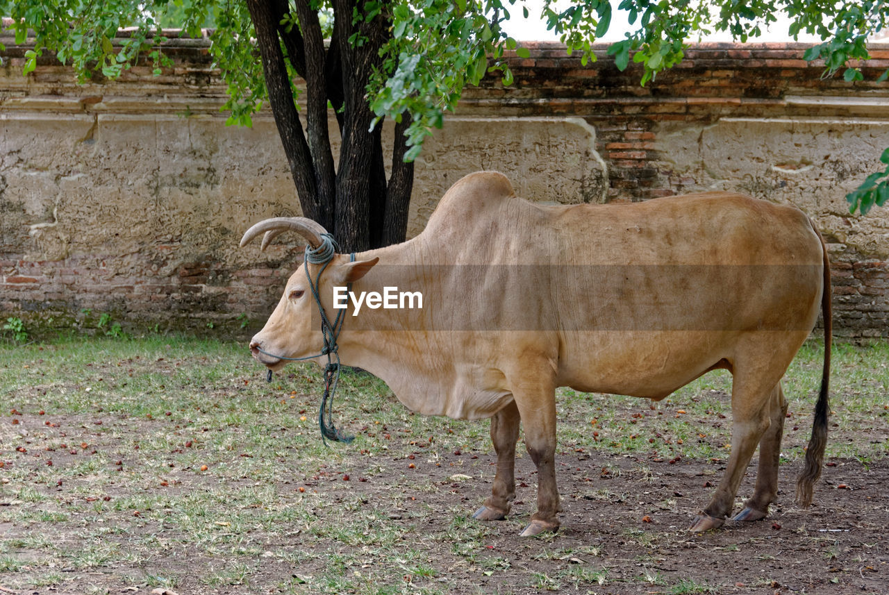 Cow grazing on grassy landscape