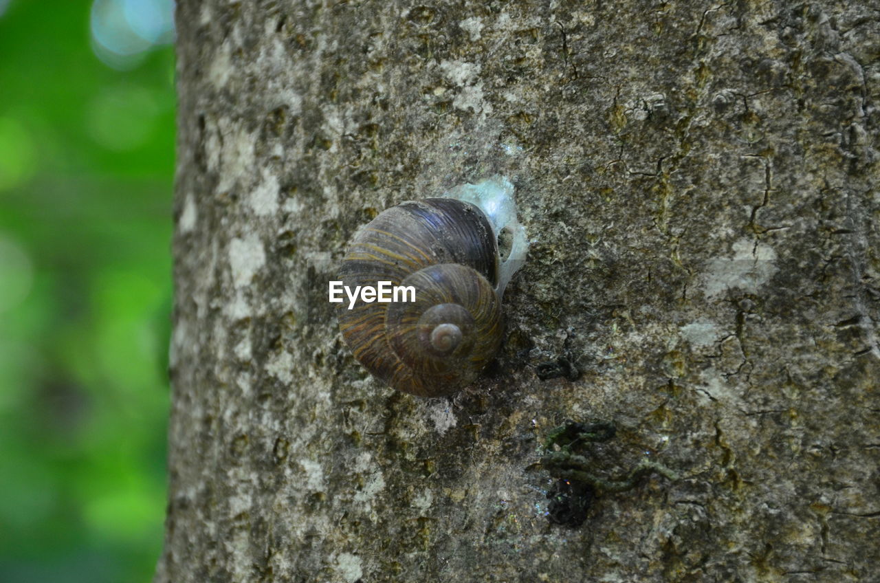 CLOSE-UP OF A SNAIL ON TREE TRUNK