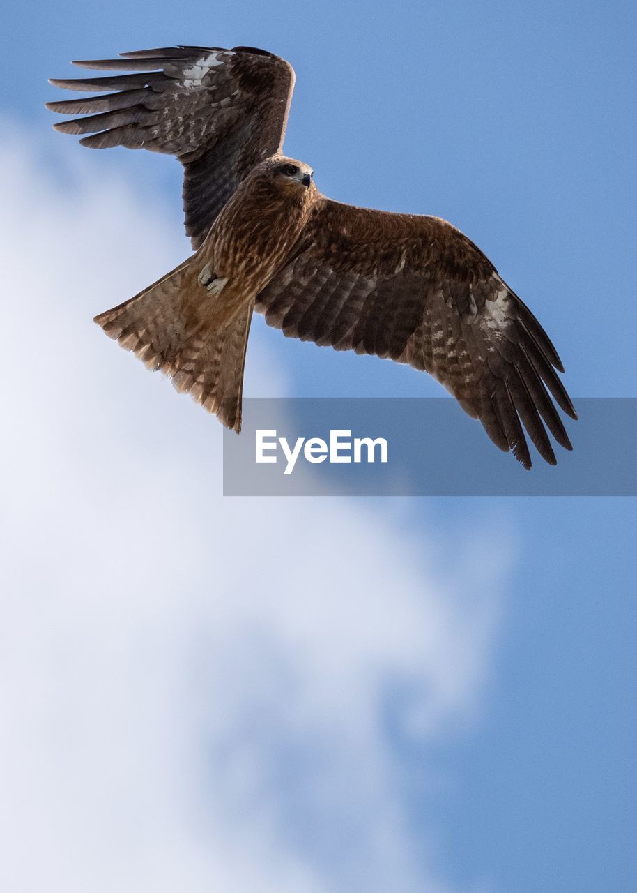 Low angle view of eagle flying