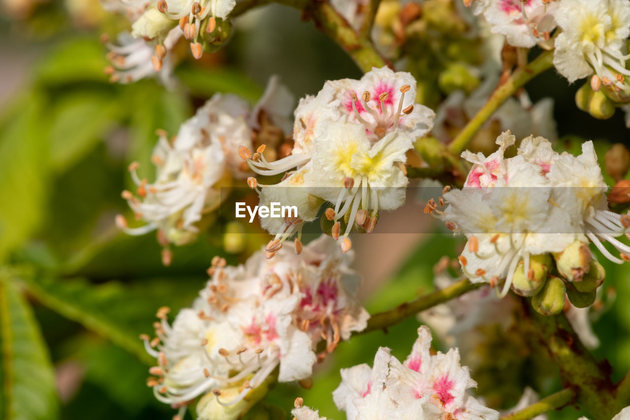 CLOSE-UP OF WHITE FLOWERING PLANTS